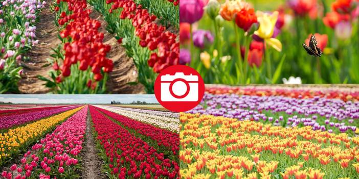 Kanada'nın lale tarlası