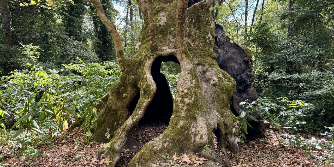 İstanbul'un anıt ağaçları yüzyılların hafızasını taşıyor