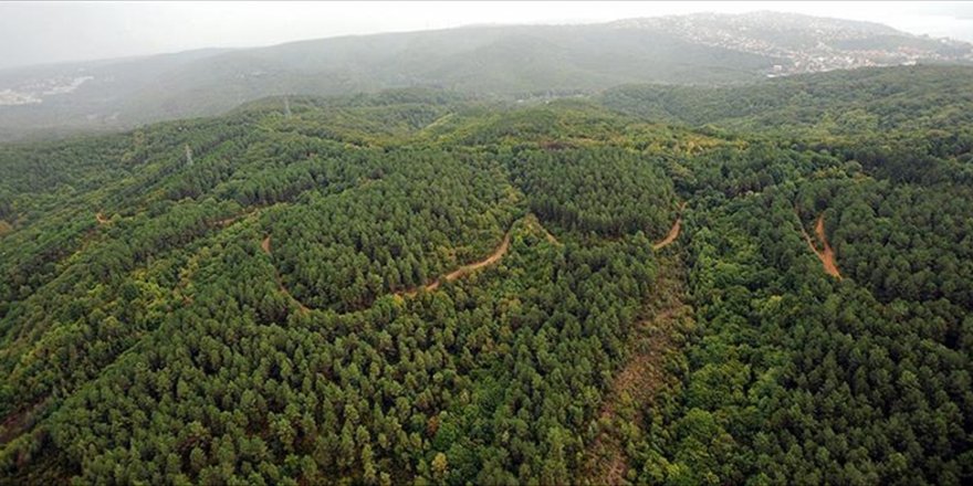 Ormanlarla hem karbon depolanıyor hem hava serinliyor