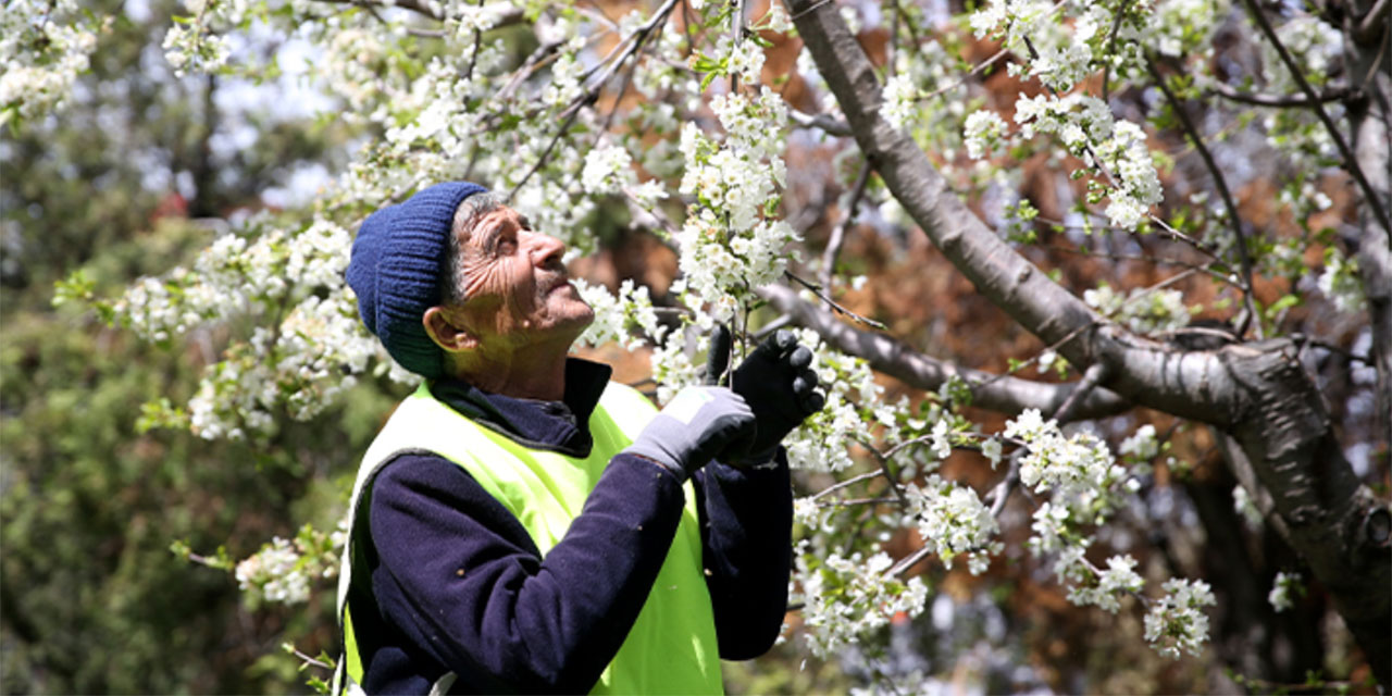 'Rabbime söz verdim, ölünceye kadar ağaç dikeceğim'