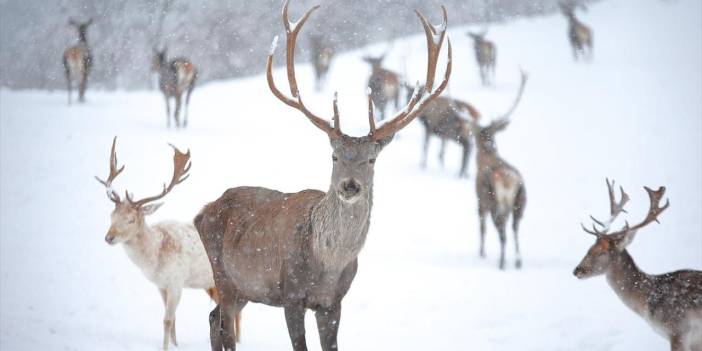 Beyaz rahmetle kaplanan Sıklık Tabiat Parkı'nın geyikleri