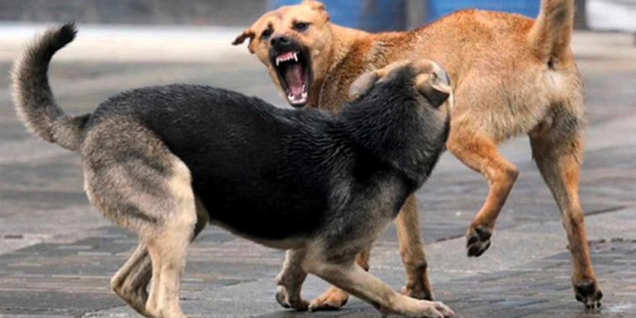 İstanbul Valiliği: Okullar açılıyor sokak köpeklerini bir an önce toplayın