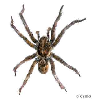 lgebr_spider.jpg