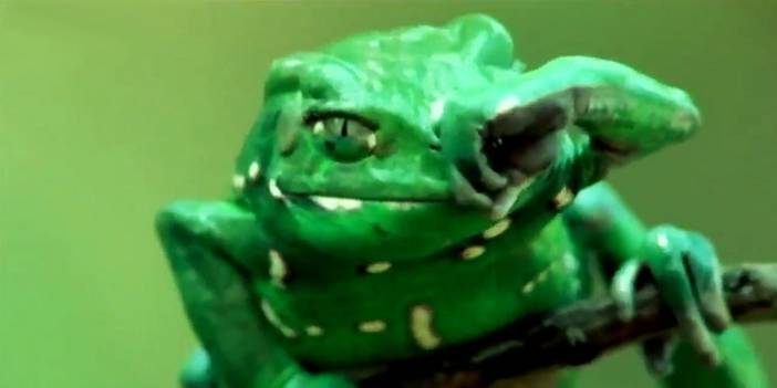 Dev maymun kurbağası 'abdest' alıyor