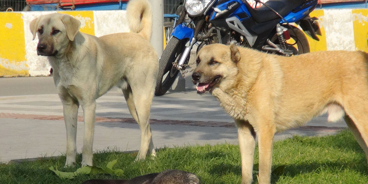 Evinin önünde oynayan 7 yaşındaki kız çocuğuna köpekler saldırdı
