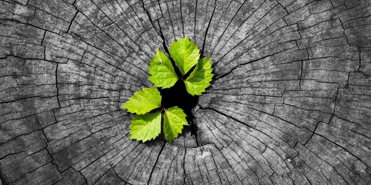 İslam âleminin, cemaatlerin teceddüde ihtiyacı var