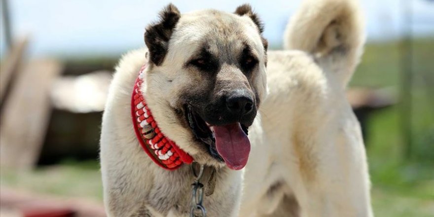 Köpeklerin ortalama 89 kelime anlayabildiği ortaya çıktı