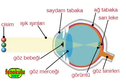 gozungormeresmi.jpg