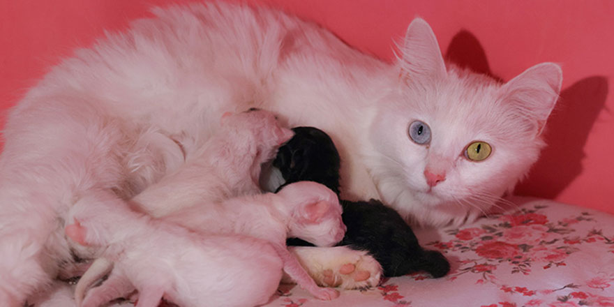 Evcil hayvanları kayıt altına almak için son başvuru 31 Aralık