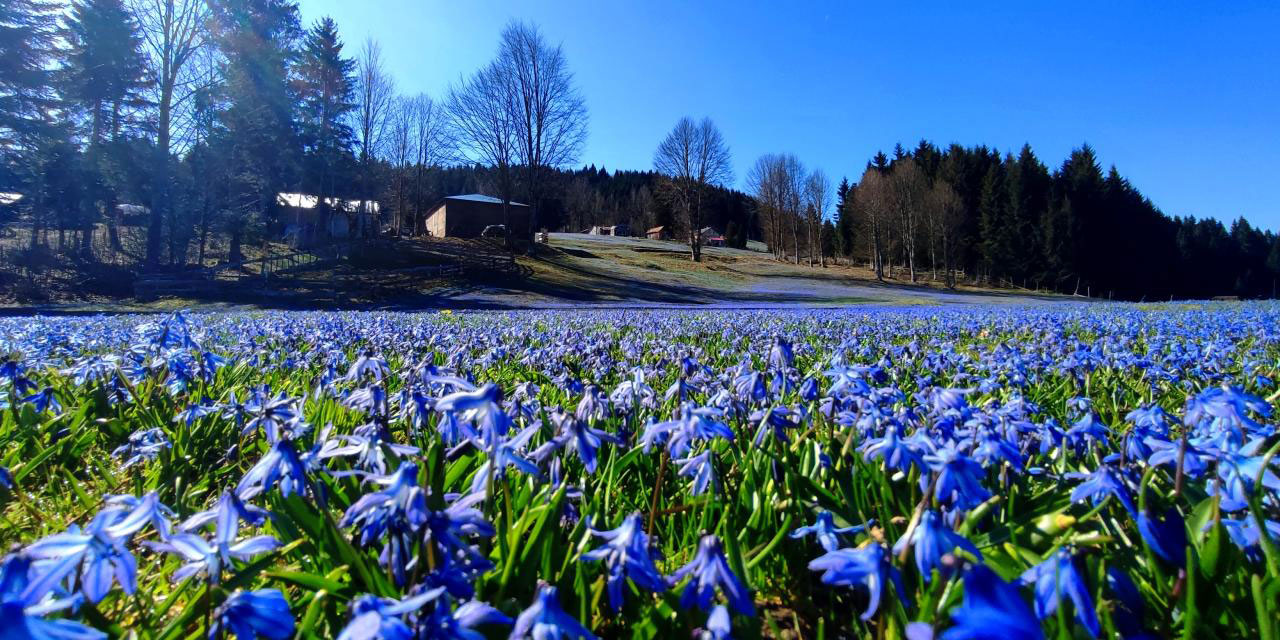 Kadıralak Yaylası 'mavi yıldız'larla kaplandı