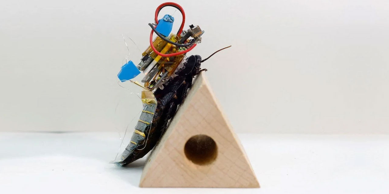 Böcekler arama kurtarmada kullanılacak