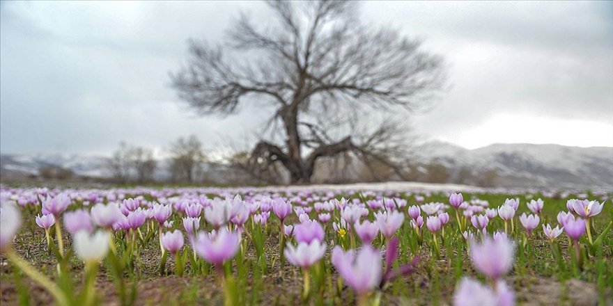 Sıcaklıklar artıyor, Türkiye bahar havasına giriyor