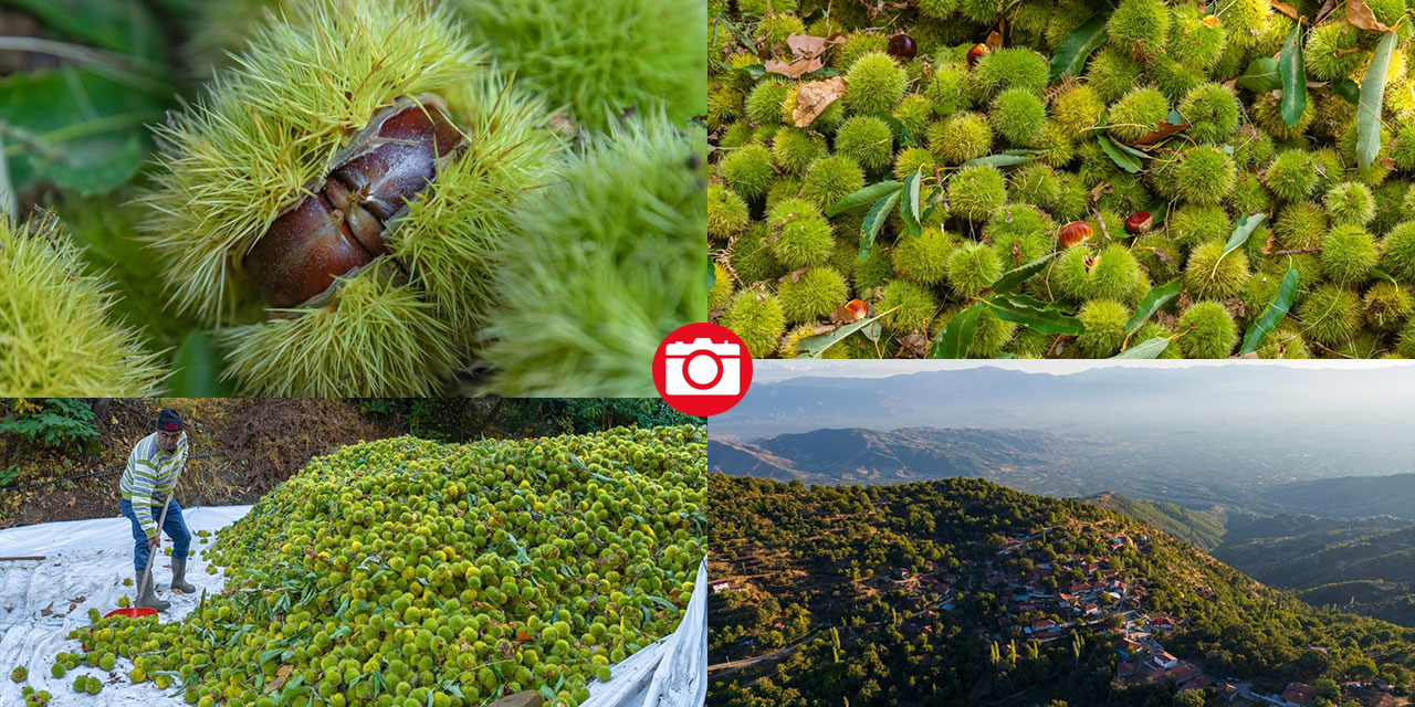 Ödemiş'te kestane hasadı başladı