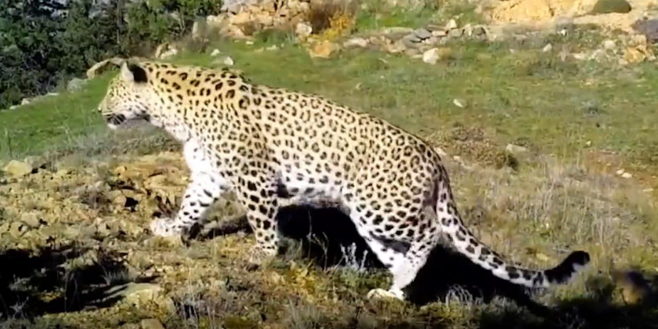 En son 48 yıl önce rastlanılan Anadolu Leoparı görüntülendi