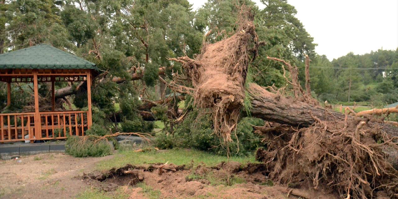 Kars'ta hortum esti ağaçlar kökünden söküldü