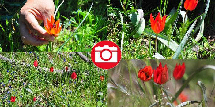 Senede bir gün açıp 10 gün canlı kalıyor, koparmanın cezası 557 bin TL