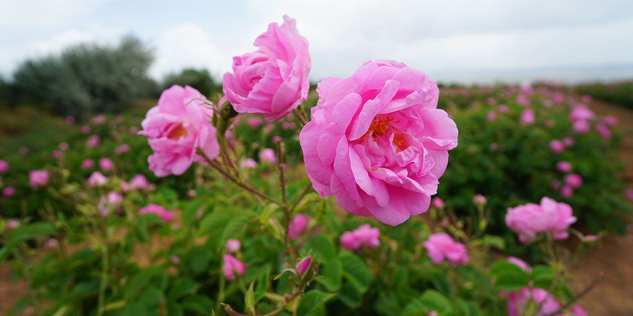 Isparta'da gül sezonu gecikmeli başladı