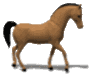 horse9.gif