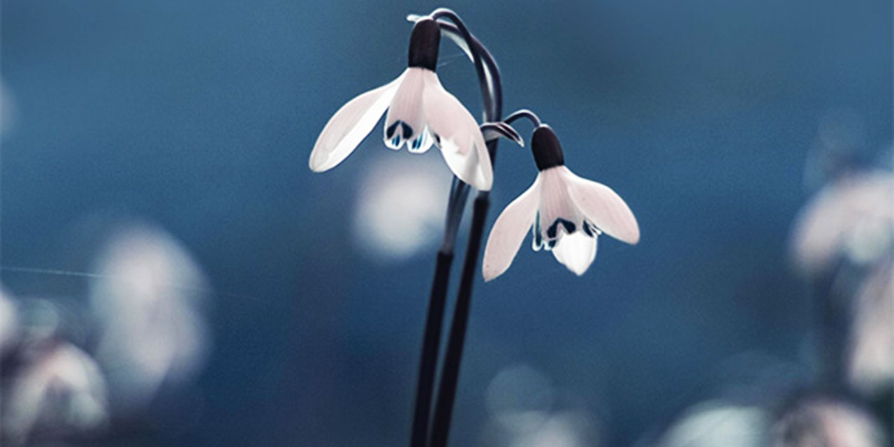 Bediüzzaman: Tevazu, mahviyet ve terk-i enaniyet, bu zamanda ehl-i hakikate lâzım ve elzemdir