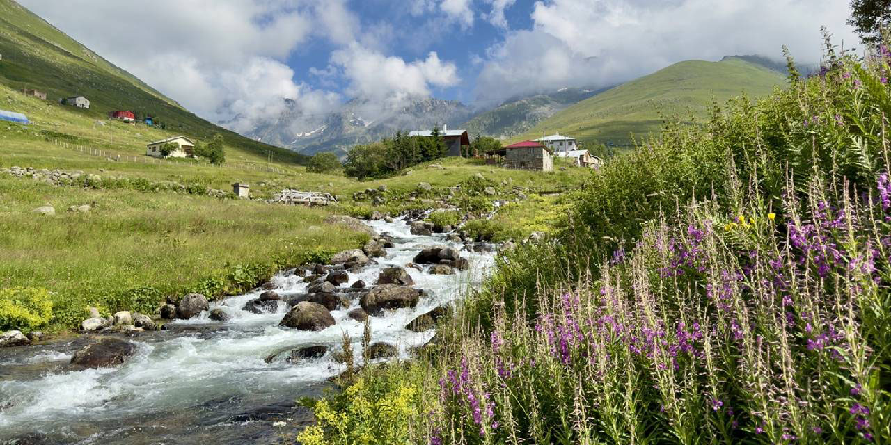 Kaçkar Dağları'nda yaylalar çiçeklerle tefekkür bahçesine döndü