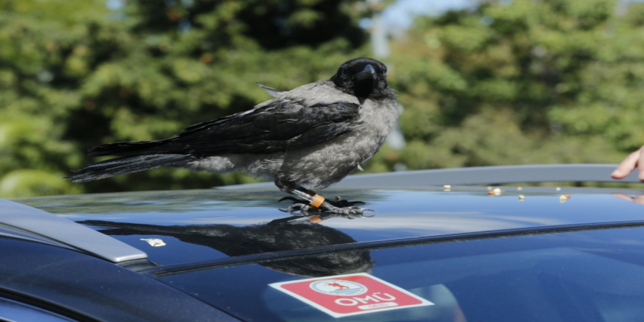 Vefalı 'Kırık Kanat' iyileştikten sonra üniversiteyi terk etmedi