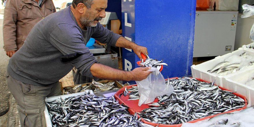 Hamsi bolluğu tezgahlarda fiyatlara yansıdı