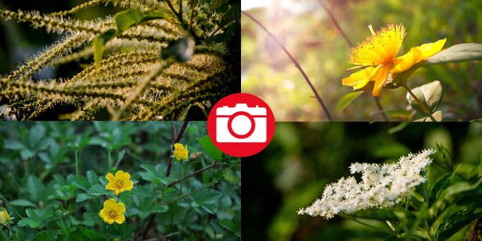 Çam Dağı'nda açan çiçekler tefekküre bir davetiye