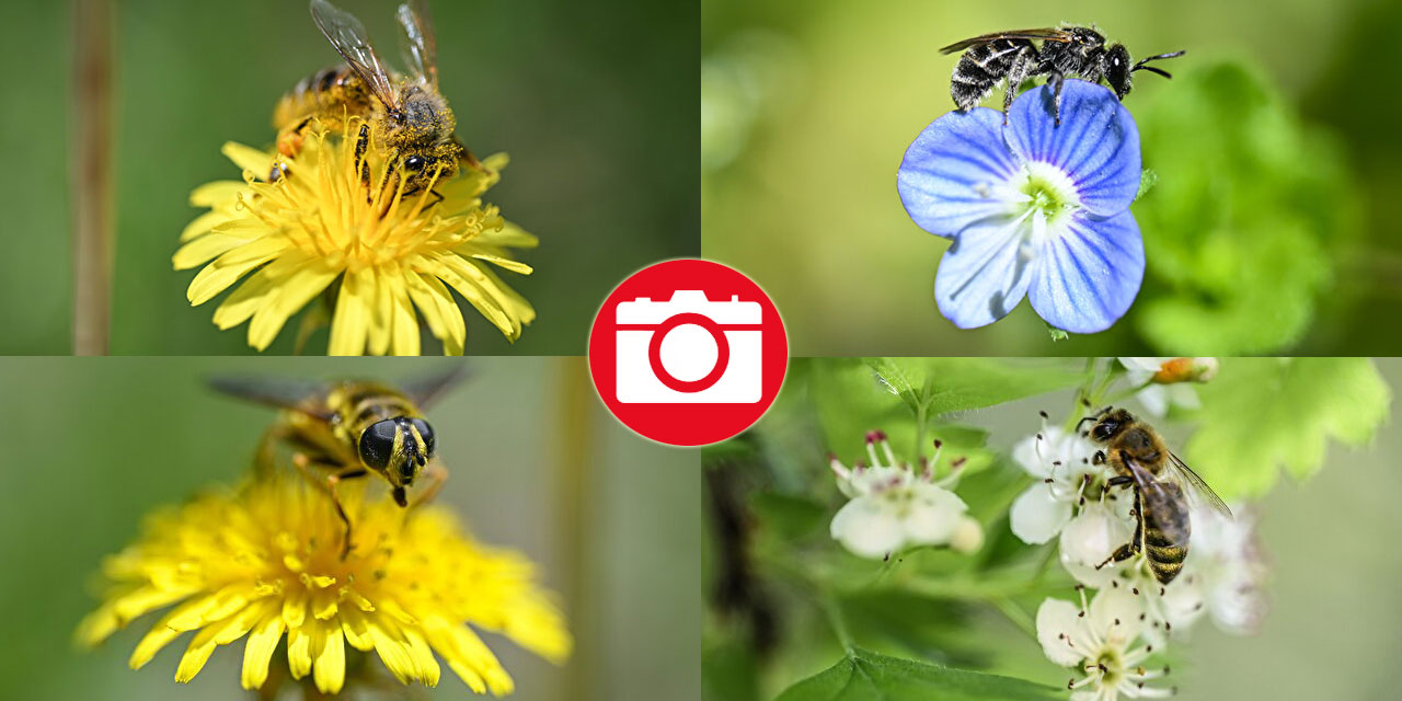 Arıların polen toplama mesaisi