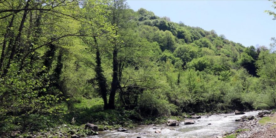 İzmir'de bazı ormanlara giriş yasağı