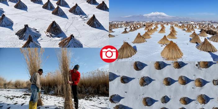 Sultan Sazlığı'nda kamış hasadı