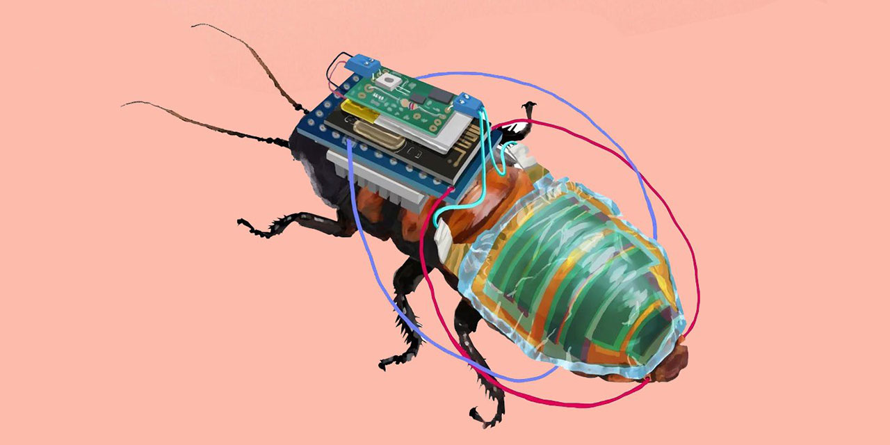 Japonlar uzaktan kumanda edilebilen hamamböcekleri geliştirdi