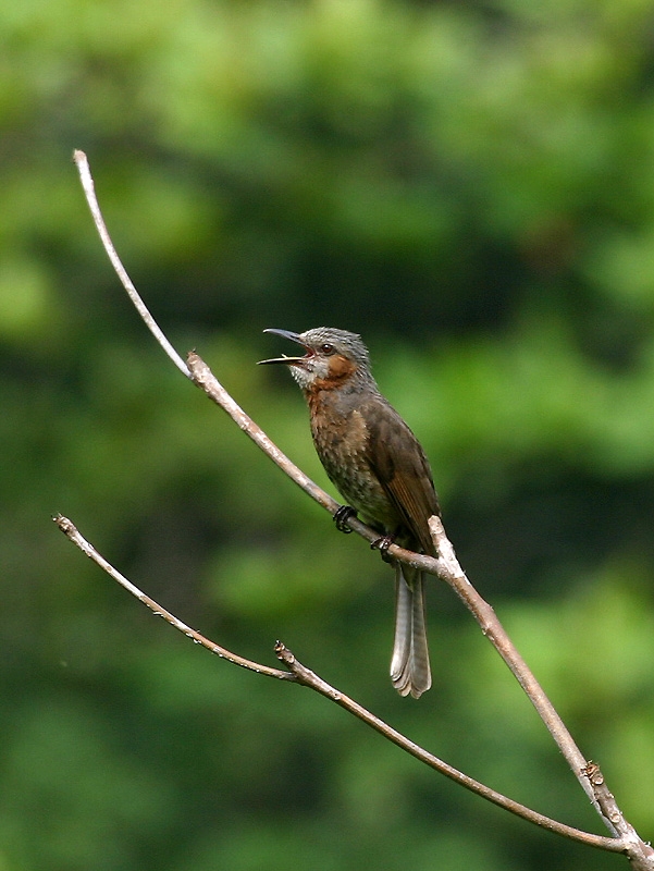 Brown-eared%20Bulbul,%20Lanyu%20Island.JPG