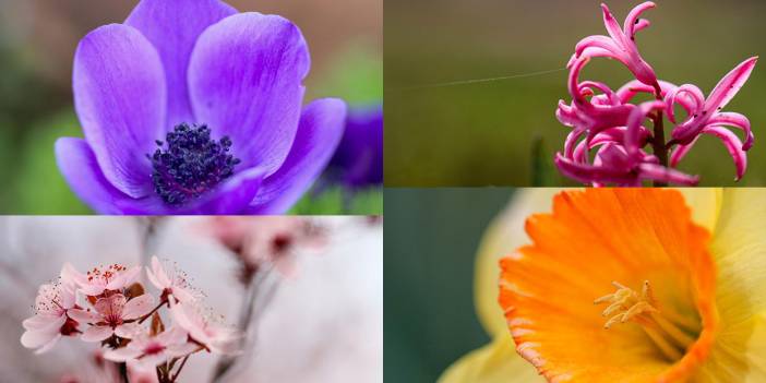 Gaziantep Botanik Bahçesi ilkbaharla renklendi