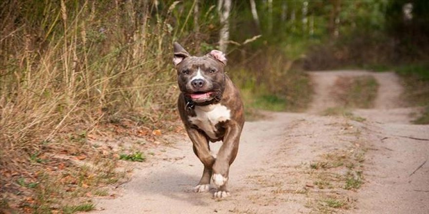 11 yaşındaki çocuk köpek sürüsünün saldırısından son anda kurtuldu