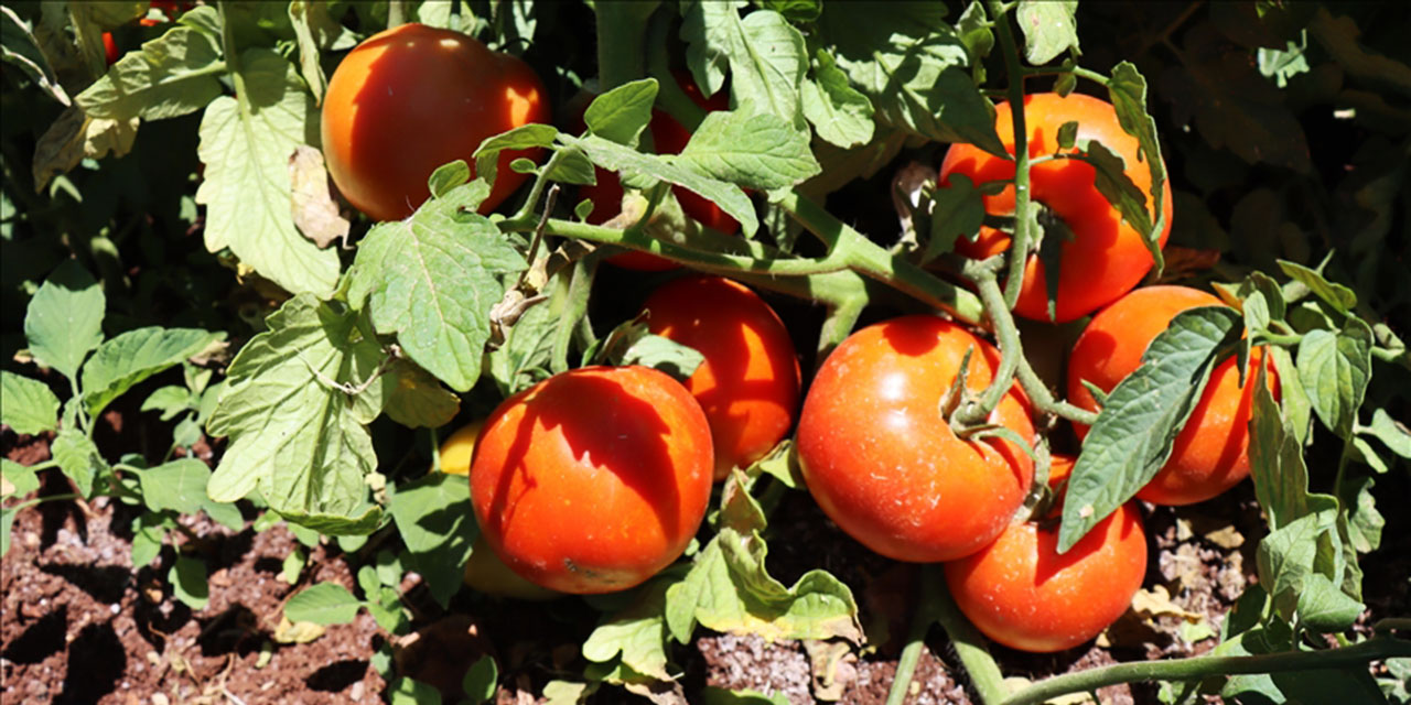 Bitkilerin insan kulağıyla duyulamayacak sesler çıkardığı keşfedildi