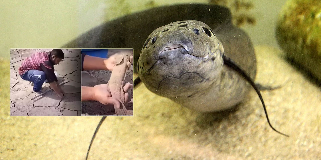 Subhanallah! Kupkuru toprakta aylarca yaşayan balık!