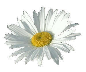 yagmur056_papatya.gif