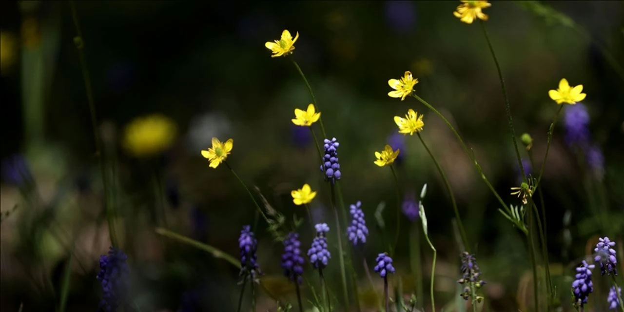 Baharın ayak sesleri: Cemre düşüyor