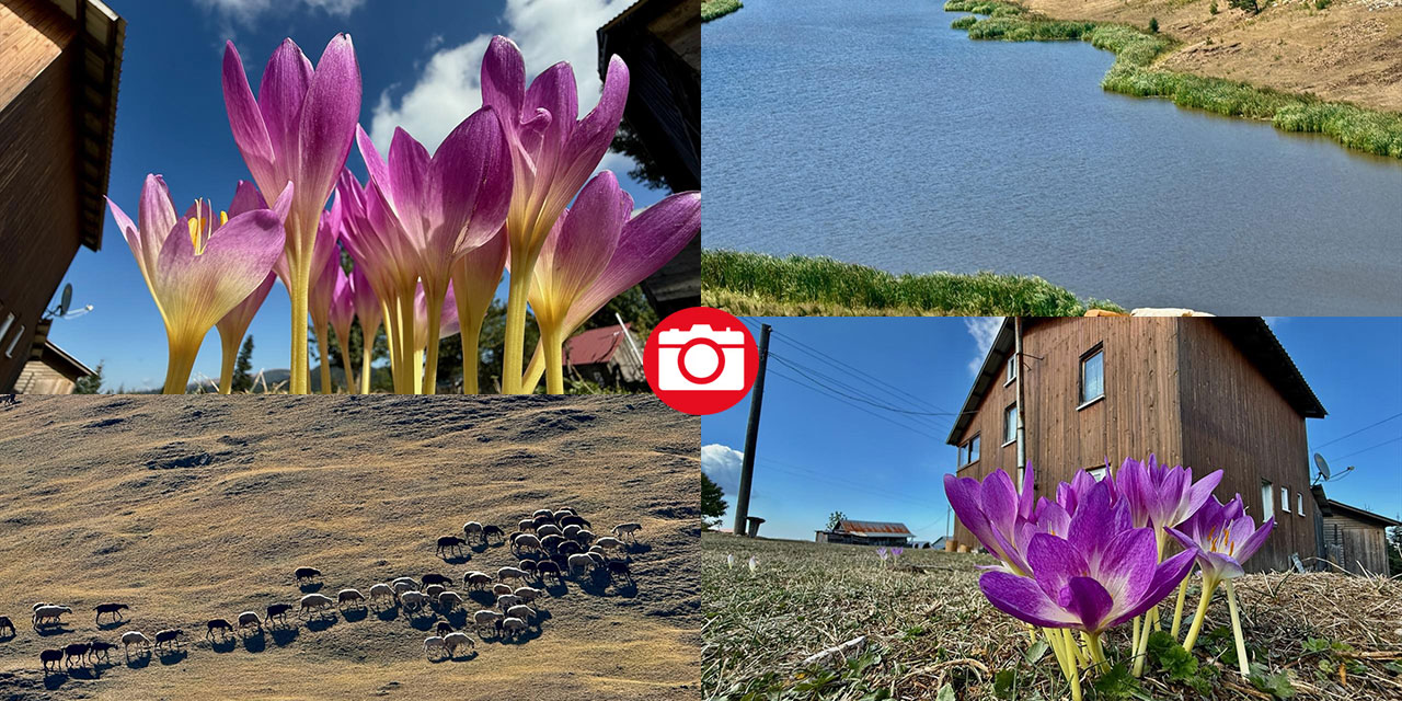 Batı Karadeniz yaylalarında sonbahar çiçekleri görülmeye başladı