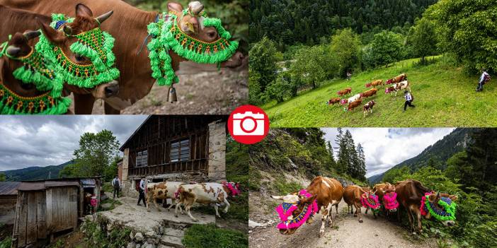 Doğu Karadeniz'de yayla göçü renkli görüntülere sahne oldu