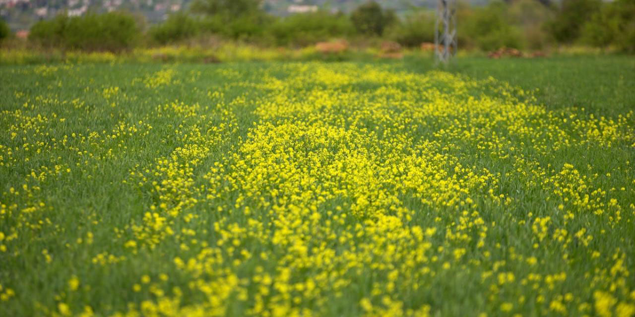 Çukurova'da kantaron çiçekleri ile tabiat sarıya büründü