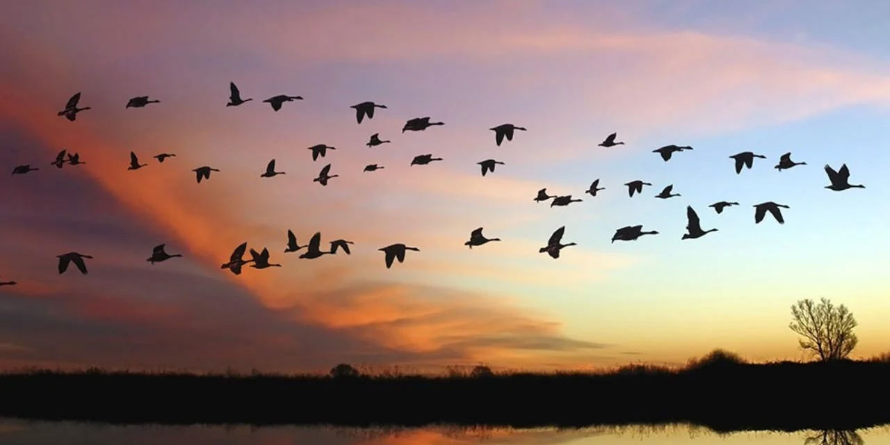 Kuşlar, kıtalar arası yolculuklarını hedefinden şaşmadan nasıl tamamlıyor?