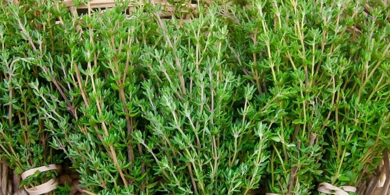 ABD Tıp Fakülteleri Birliği'nden kekik açıklaması: Kansere karşı etkili