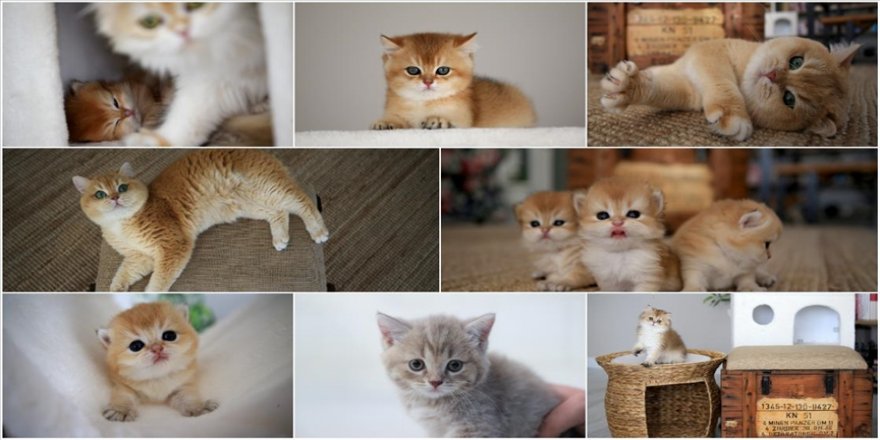 Kedilerin 5 kuşak atası 'şecerelendirme' ile kayıt altına alınıyor