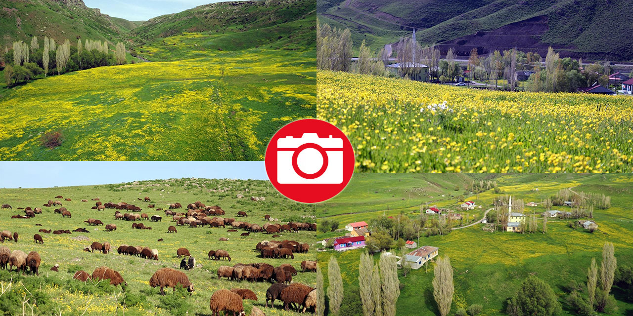 Ağrı'da baharın gelişiyle dağlar rengarenk oldu