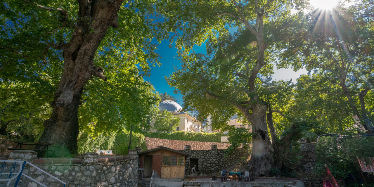 Antalya'nın 1800 yıllık çınar ağacı gölgesi ile serinletiyor