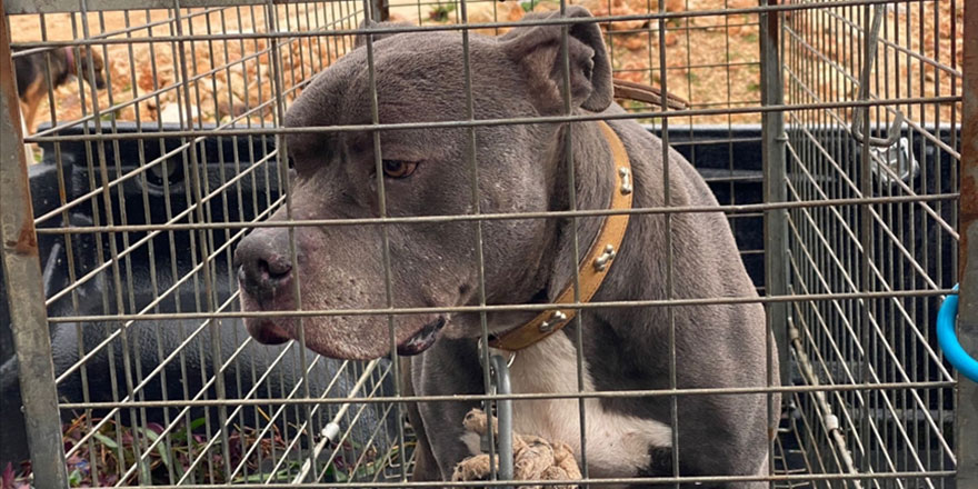 Savcılık dört kişiyi yaralayan pitbull cinsi köpeği silah saydı