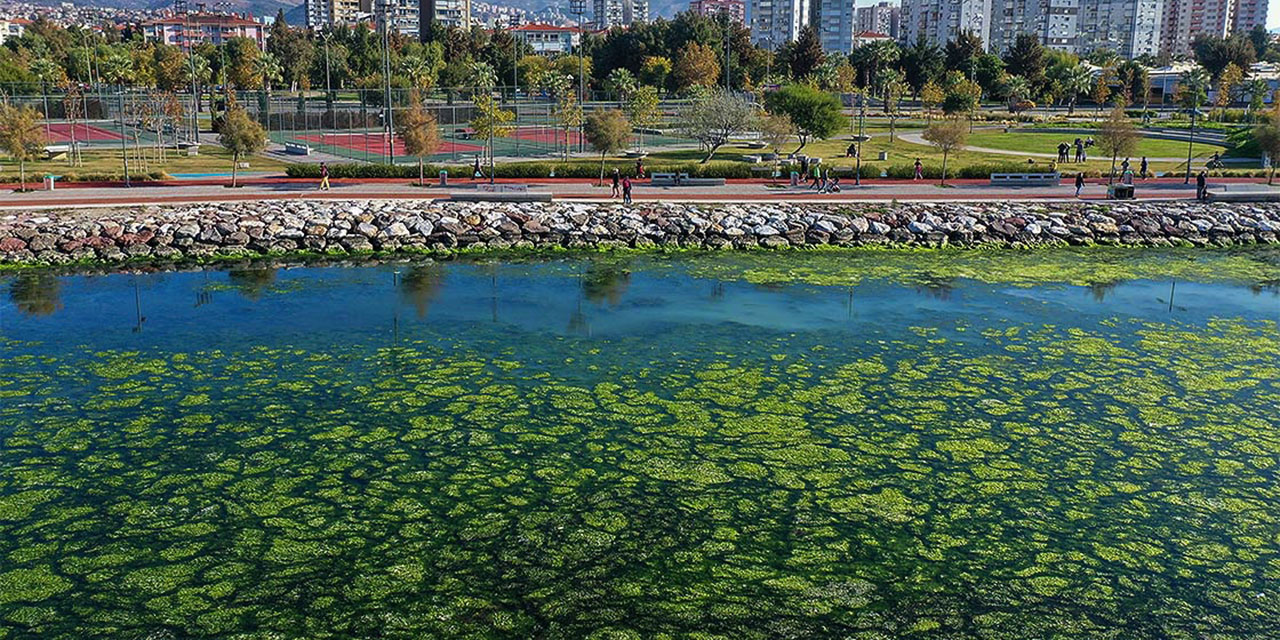 Öğrenciler deniz marullarını hidrojen enerjisine dönüştürüyor