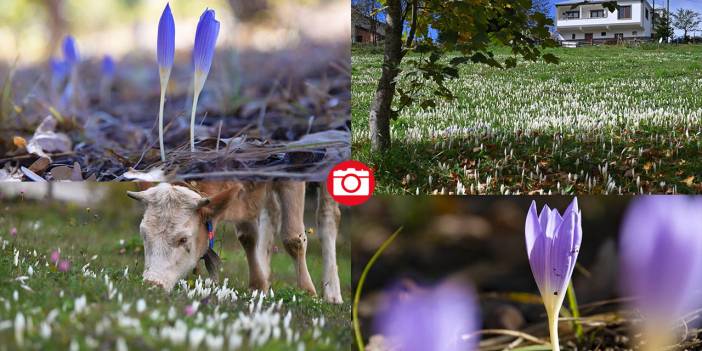 Kışın habercisi 'vargit' çiçekleri açıldı