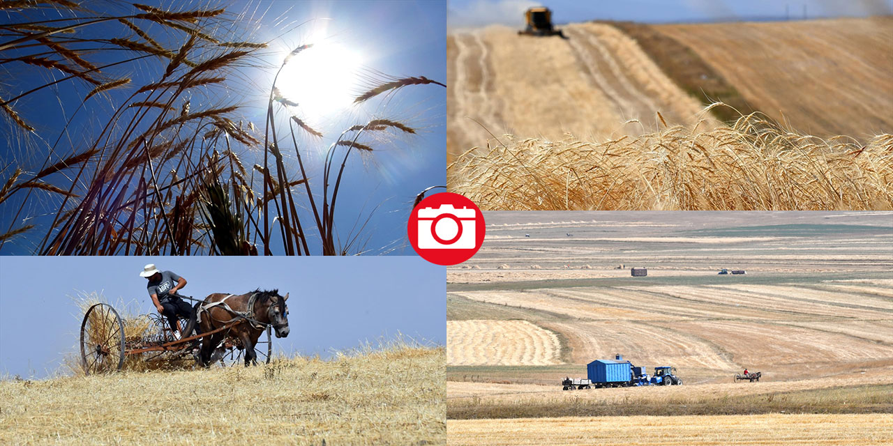 Kars'ta son buğdayların hasadı